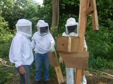 Instalación de Colmenas en Cajas Hexagonales Modelo Vincent