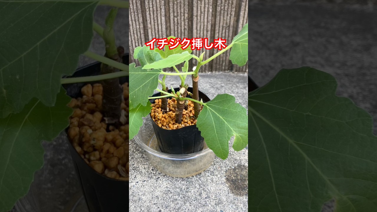 イチジク挿し木ここまで成長