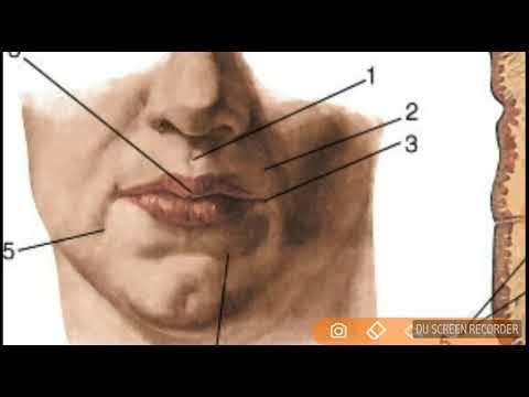Между носом и ртом. Строение губ человека анатомия. Строение нижней губы человека.