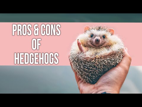Pros and Cons of Hedgehogs as Pets