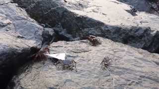 preview picture of video 'Crabs stealing bait'