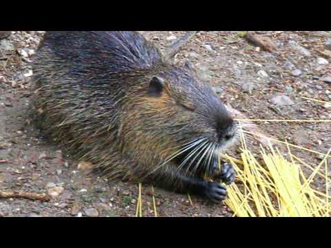 NUTIRIA KOBLENZ SCHWANENTEICH SPAGHETTIFRESSER