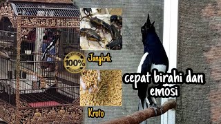 Download lagu HOW TO INCREASE THE DESIRE AND EMOTION OF A MUSHROOMS BIRD SO THAT IT WILL PLAY/OPEN ITS TAIL mp3