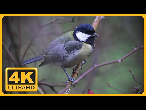 Great tit (Parus major)