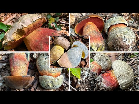 Satansröhrling oder Hexenröhrling? Rotfußröhrling oder Schönfußröhrling? Großer Röhrlings-Vergleich