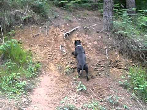 download lagu mp3 mp4 American Stanford Negro, download mp3 American Stanford Negro free download mp3, download mp3 American Stanford Negro