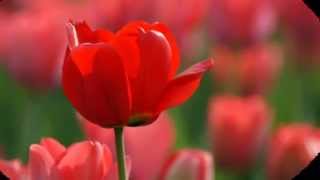 Video 2015-1-27  Spring music/31 BABY EINSTEIN MUSIC BOX ORCHESTRA "Voices Of Spring-Waltz"
