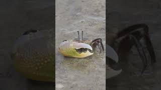 Evolution Hates This Crab
