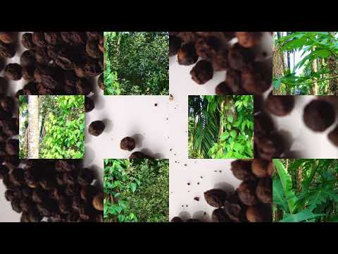 Black Pepper Improves Digestion