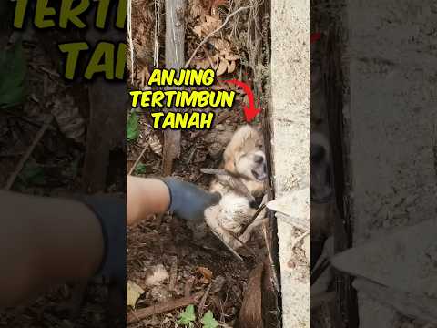 Anak Anjing Ini Tertimbun Tanah #kisahmenarik
