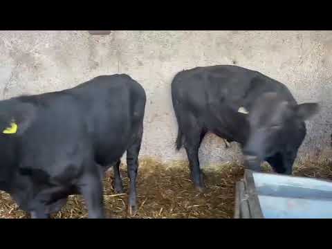 14 Super Angus bullocks for sale - Image 2