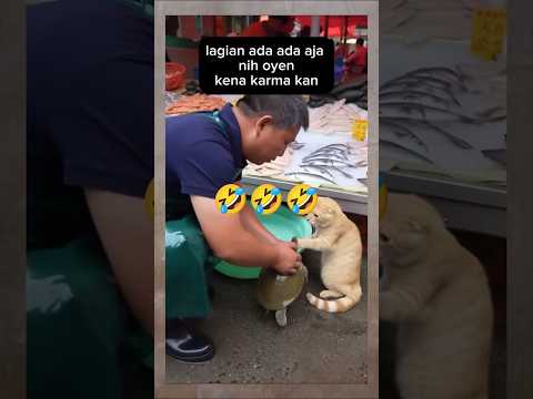 Oyen Sok Jahil,Malah Kena Gigit😁🤣