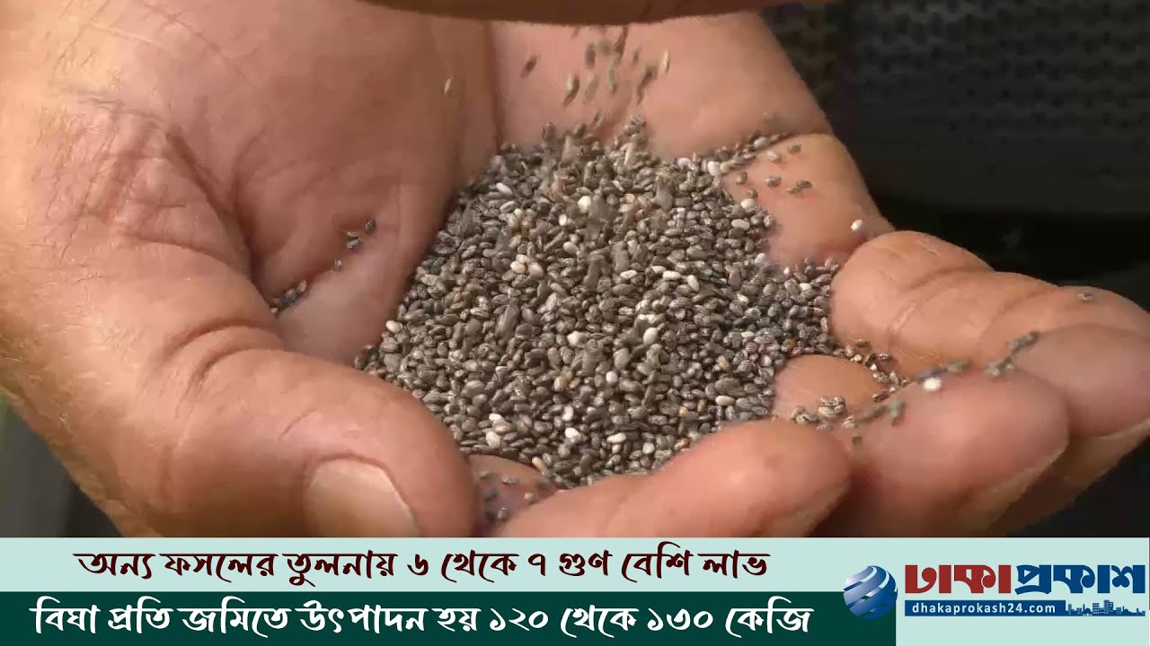 আমেরিকান সুপারফুড চিয়াসিডের চাষ পঞ্চগড়ে