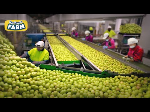 This GREEN APPLES Large-Scale Production is Insane!