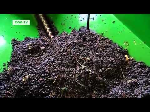 Winzer und Weine: die neue Rebsorte "Regent" | euromaxx