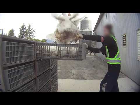 Undercover Investigations - Mercy For Animals Undercover Investigations