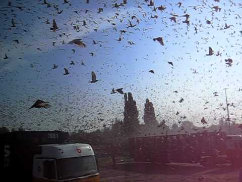 Lossing Bourges II 30/07/11 (9.30 u.)