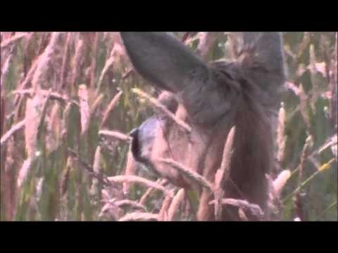 JAGD IM JUNI . Hunting movie - Caza - Jacht - Jagd -