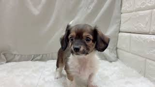 ハーフ犬の動画01