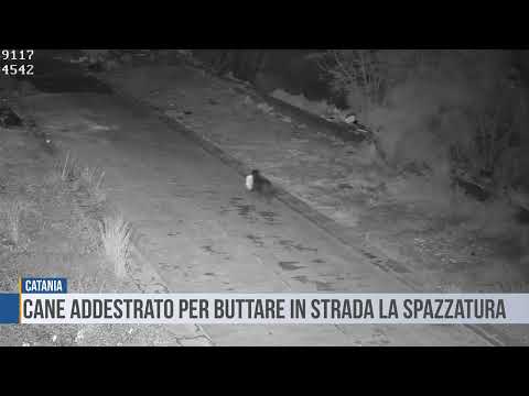 Man Allegedly Trains Dog to Illegally Dump Trash Bags on the Side of the Road