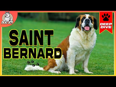 Gentle Giants: A Complete Guide to SAINT BERNARDS