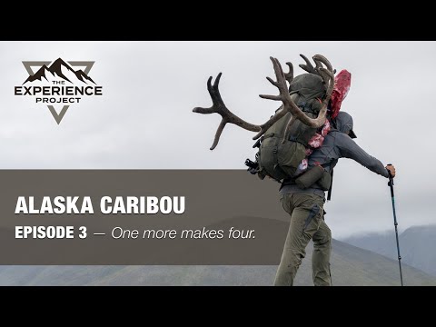 HUNT Episode 3 — One More Makes Four (Caribou in Alaska) — The Experience Project
