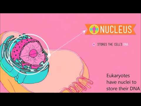 Single Cells (Jingle Bells) - Scientific Songs of Praise #7