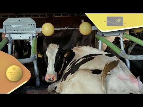 EuroTier Animal Welfare Award 2022 - The Dreamstall, Cowhouse International B.V.