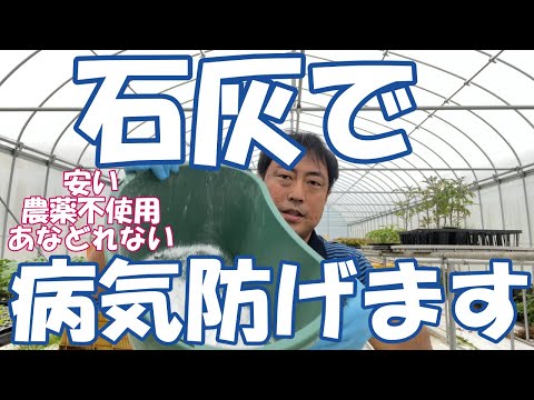 重炭酸ナトリウムによるトマトの疫病の治療。庭での白い粉の10の使い方  庭園