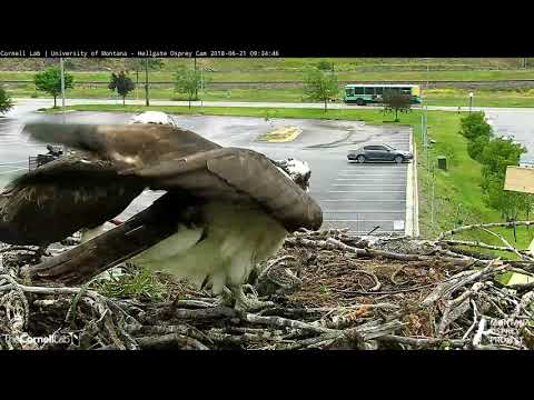 Louis Delivers Fish To Hellgate Osprey Nest – June 21, 2018