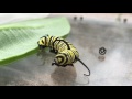 MONARCH Caterpillar MUNCHING UP its skin after shedding!  Now that's a Hungry Caterpillar!
