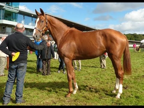 Show AQPS 2015 : lot 65 - Deesse du Brem - F13 - Redback & Medjie