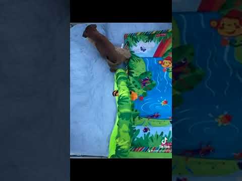 Miniature Pinscher puppy for sale