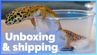 Unboxing 8 Geckos, Then Selling & Shipping Them!