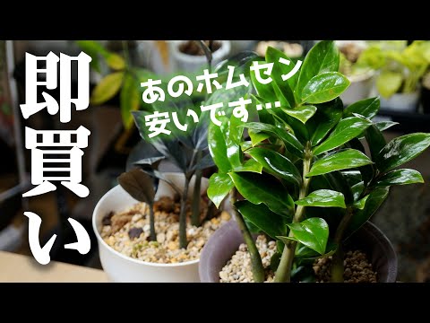 ミルテナスター 植物