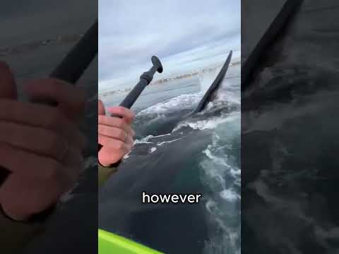 A Whale Suprisded a Cuple While Rowing