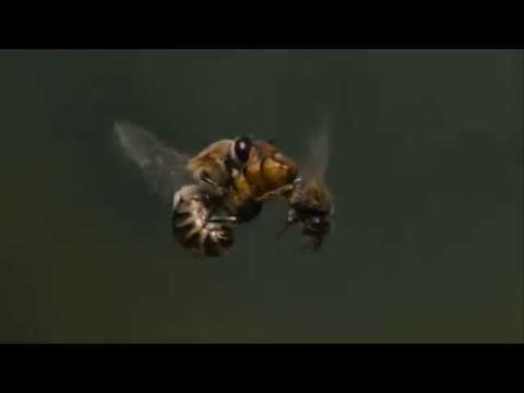 Queen and Honey Bee's Wedding Flight