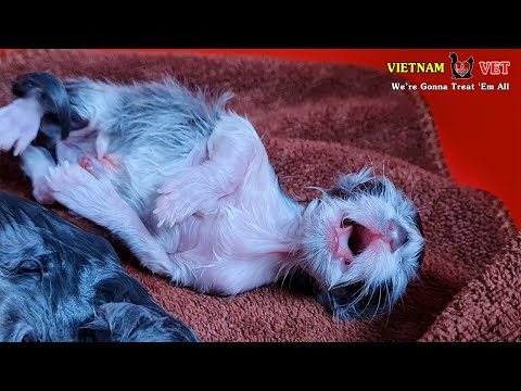 The First Birth Crying of a baby newborn kitten – Animal vet clinic