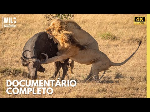 Lions and Buffalo: Nature's Most Brutal Confrontation | Animal Documentary
