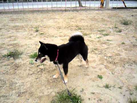 巧克力挖洞、奔跑樂~~~(原發表者:巧克力家)(影片)