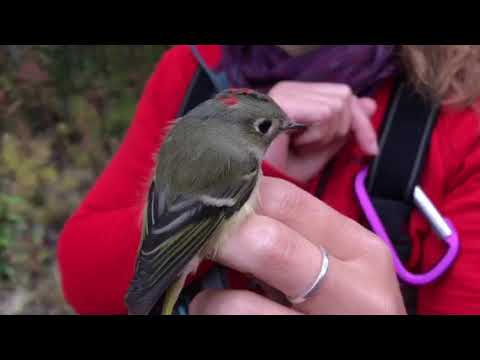 CFMS 8/29/2019: Ruby-crowned Kinglet!