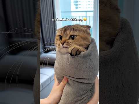 How to make burritos! @tinyfoldmunchkin