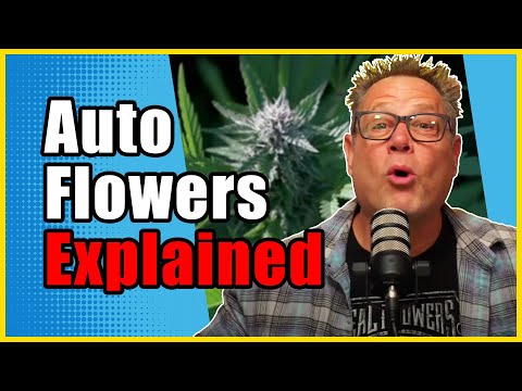 Thinking About Growing Autoflowers? Watch This FIRST
