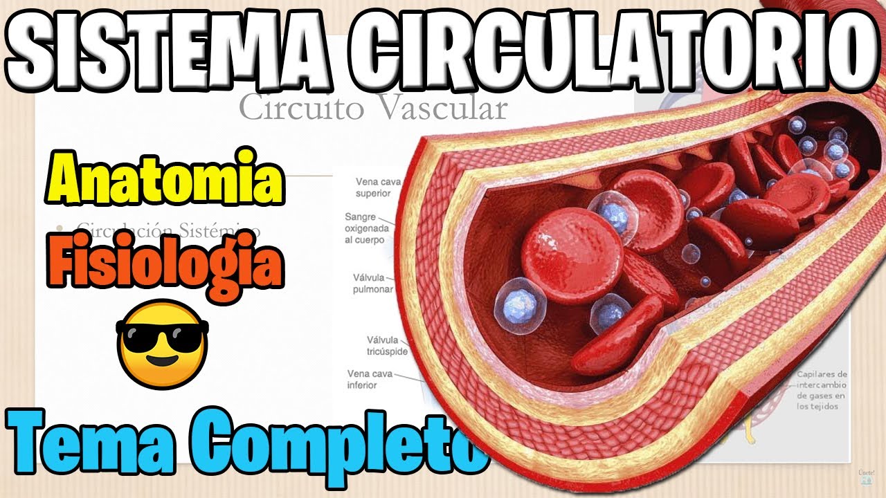 SISTEMA CIRCULATORIO | COMPLETO Y MEJOR EXPLICADO