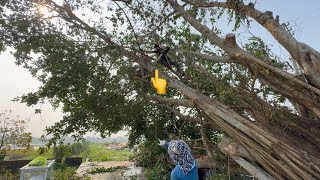 Cutting old leaning banyan tree | Professional tree cutting with chainsaw