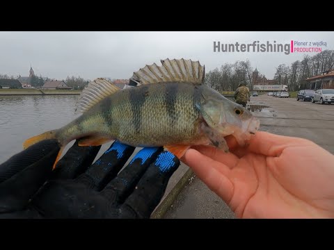 Nowy Duninów wyprawa na okonia, Jig Rig wymiata!!