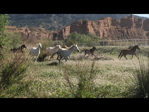 Horses Running Free | Life Without Fear