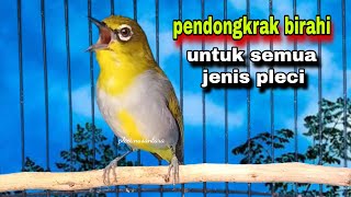 Download lagu Pleci Betina Birahi Memanggil Jantan || Call Pleci Betina Bustomi Gacor mp3