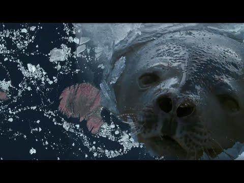Color from above| Filming animals from space