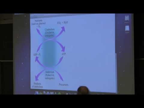 Kevin Ahern's BB 350 (Metabolic Energy/Carbohydrates) 2014 - #25